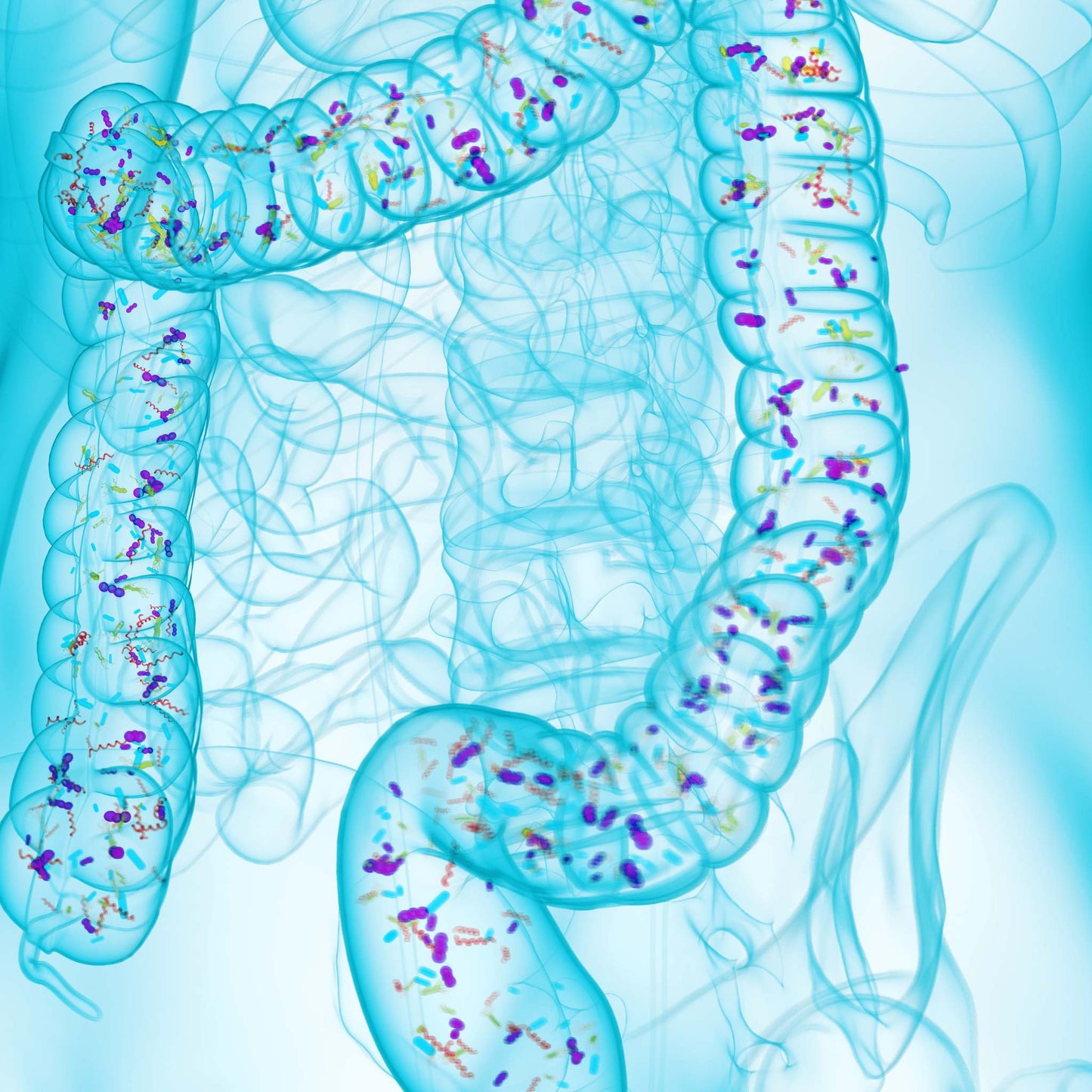 Proteobakterien: Biomarker für Dysbiose im Darmmikrobiom